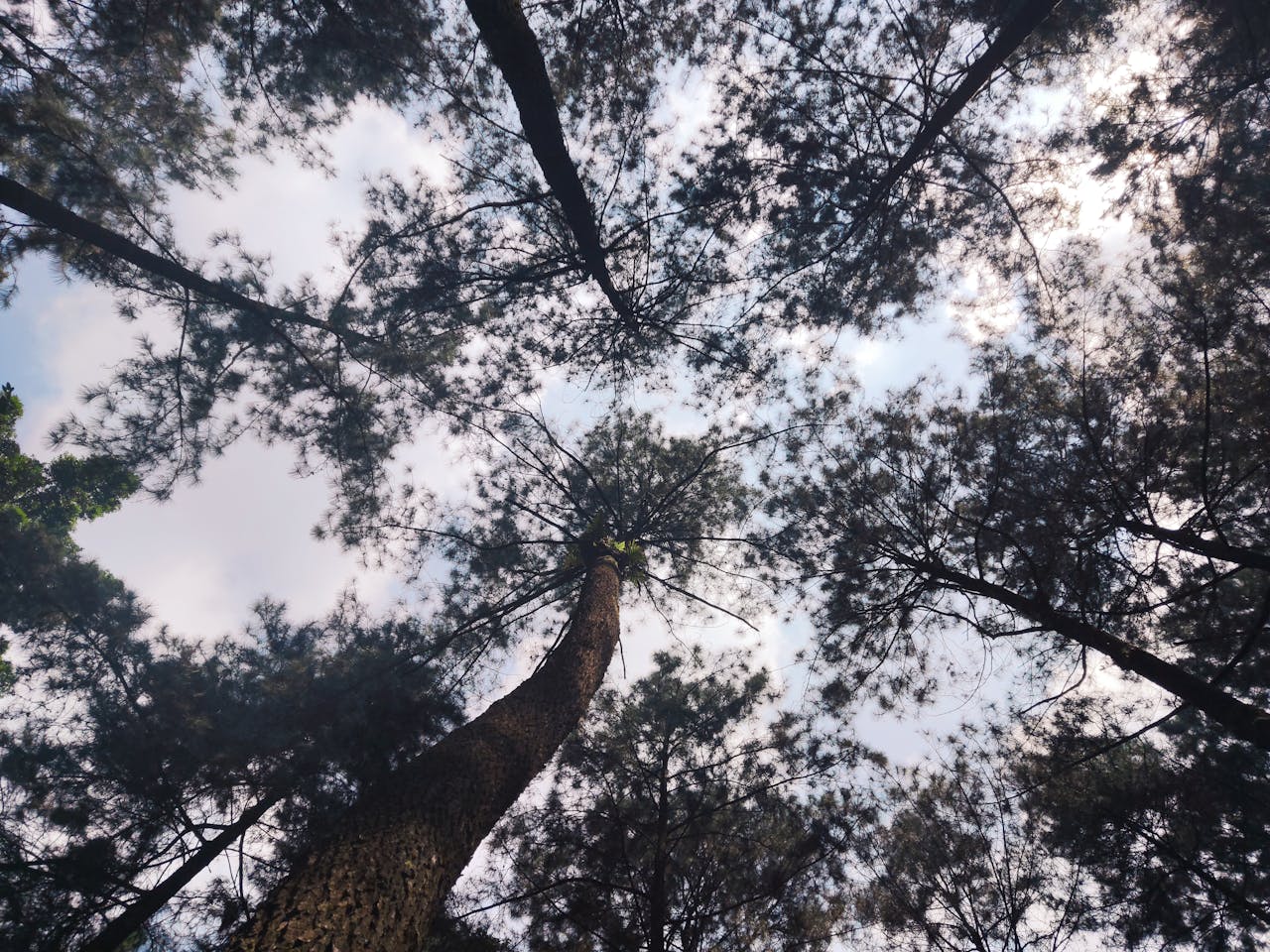 Upward view of towering pine trees in Kembanglangit, Central Java, creating a natural canopy.