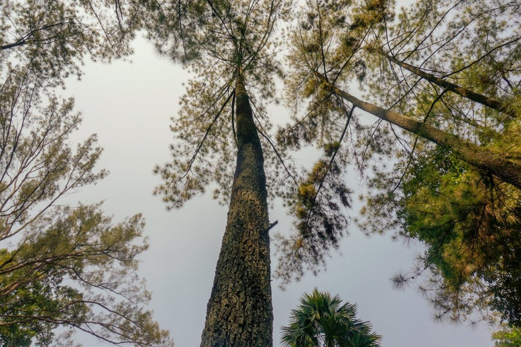 A view from below of towering pine trees reaching towards the sky in a tranquil forest setting.