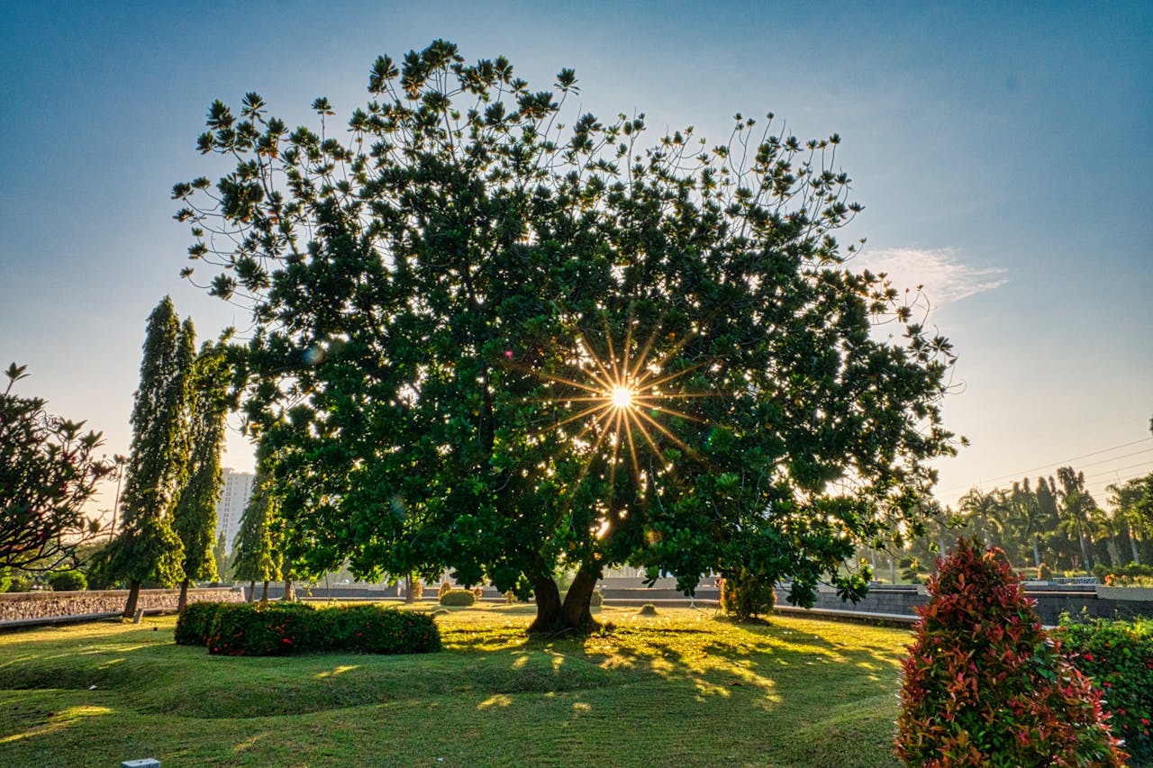 Tall tree with lush green foliage growing on long branches on grassy ground against blue sky with sunlight in park
